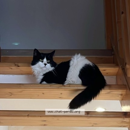 Foto de un gato reunido en La Roche De Glun