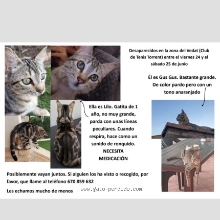 Foto 1/1 Lilo Gato perdido en Torrent