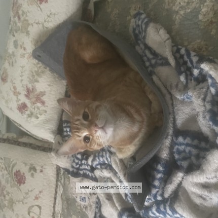 Foto de gato encontrado en Palermo Caba