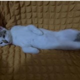 kitty