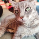 gomita