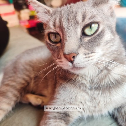 Foto 1/1 gomita Gato perdido en Durango