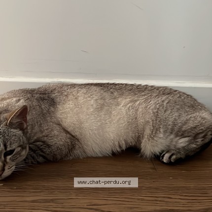 Foto de un gato reunido en Clamart