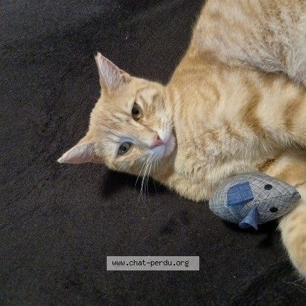 Foto de un gato reunido en Soulitre