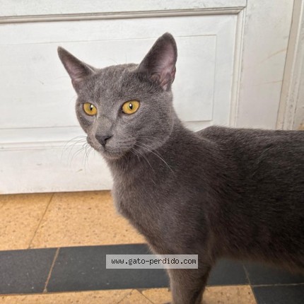 Foto 1/1 Gato encontado Encontrado en Buenos Aires