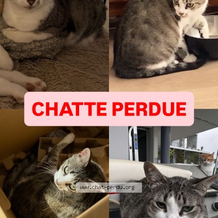 Foto de un gato reunido en Pau