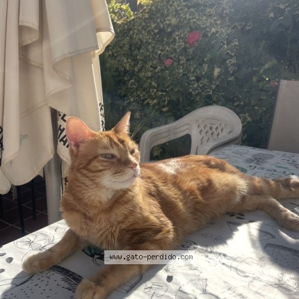 Foto del gato perdido en Getafe