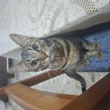 Koda