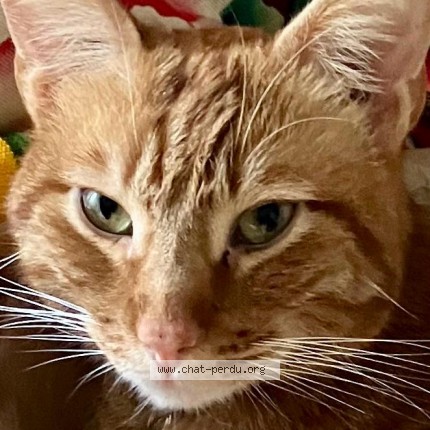 Foto de un gato reunido en Paris
