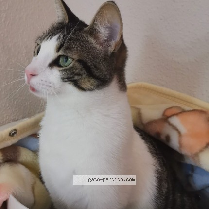 Foto del gato perdido en Guadarrama