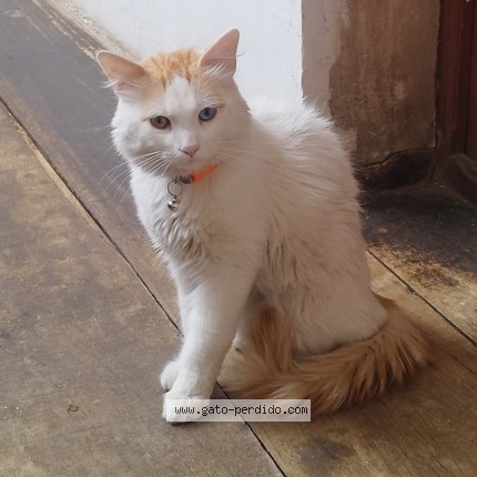 Foto del gato perdido en Oruro
