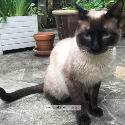 Foto de un gato reunido en La Courneuve