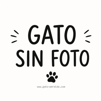 Foto de gato encontrado en Cusco