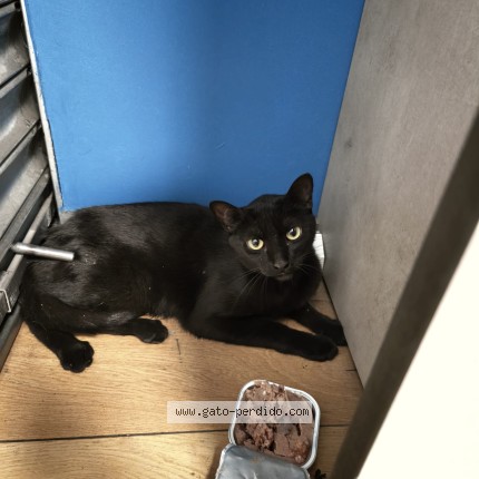 Foto 1/1 Gato encontado Encontrado en Madrid