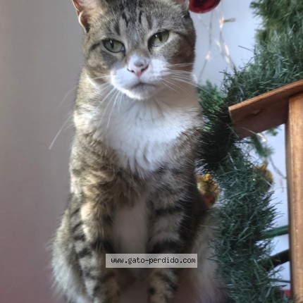 Foto 1/1 Gato encontrado Perdido en Villa Adelina