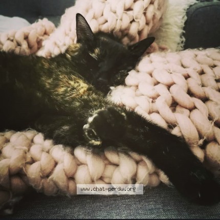 Foto de un gato reunido en Bessenay