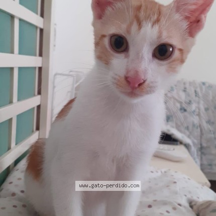Foto 1/1 Pascualet Gato perdido en Vila Real