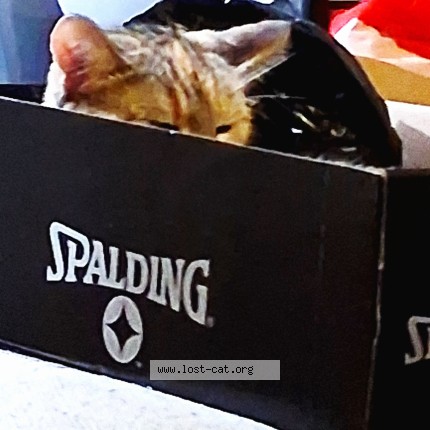 Foto de un gato reunido en Long Beach