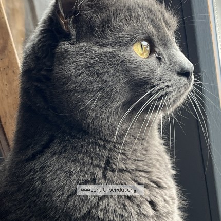 Foto de un gato reunido en Marvejols