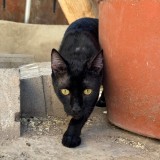 Sombra