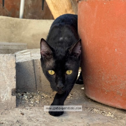 Foto del gato perdido en Palma