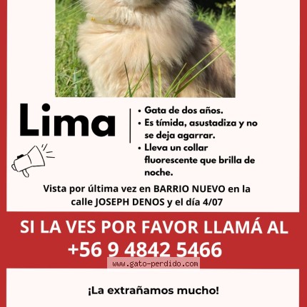 Foto 2/3 Lima Gato perdido en San Bernardo