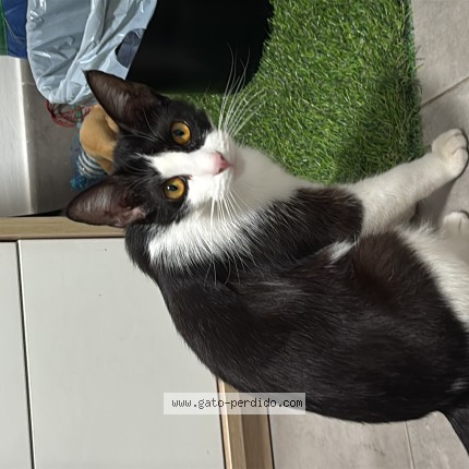 Foto del gato perdido en Sevilla