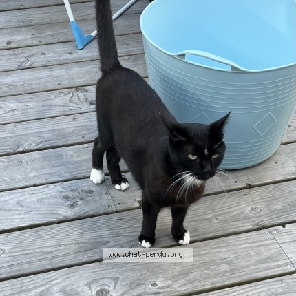 Foto de un gato reunido en Lorient