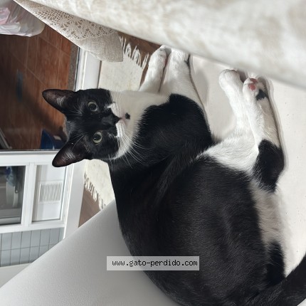 Foto 1/1 romeo Gato perdido en Cartagena
