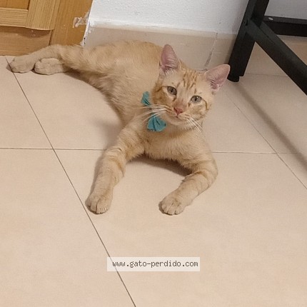 Foto 1/1 Bichito Gato perdido en Madrid