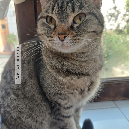 Foto de un gato reunido en Clermont Ferrand
