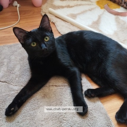Foto de un gato reunido en Savigny Le Temple