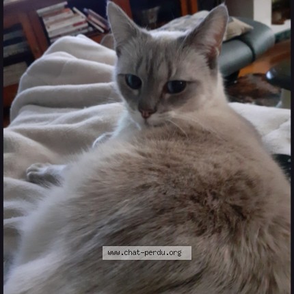 Foto de un gato reunido en Bourges