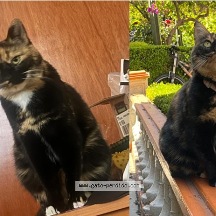 Foto 1/1 Gato encontrado Perdido en Mexico