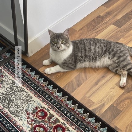 Foto de un gato reunido en Calgary