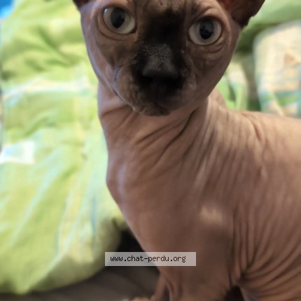 Foto de un gato reunido en Sainte Therese