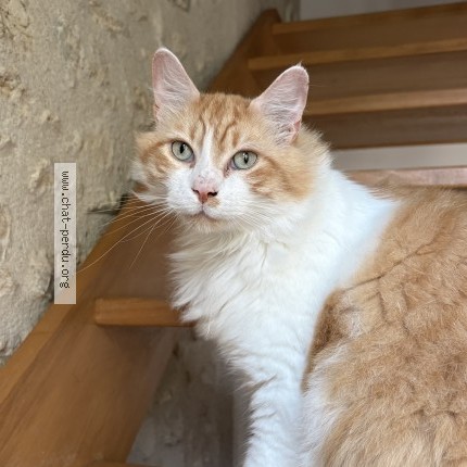 Foto de un gato reunido en Beaumont Du Gatinais