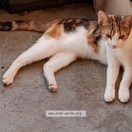 Foto de un gato reunido en Colmar
