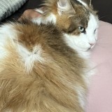 Plumette
