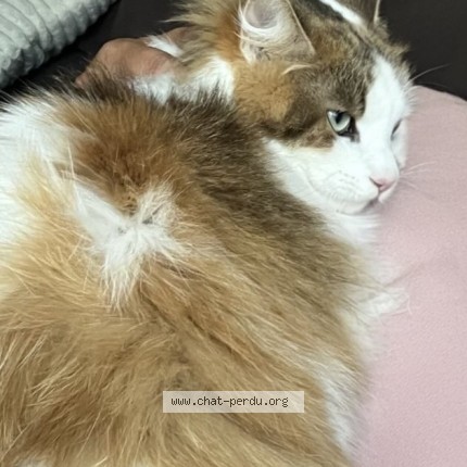 Foto del gato perdido en Malgrat De Mar
