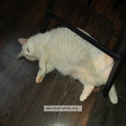 Foto de un gato reunido en Pranzac