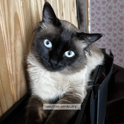 Foto de un gato reunido en Aulnoy Lez Valenciennes