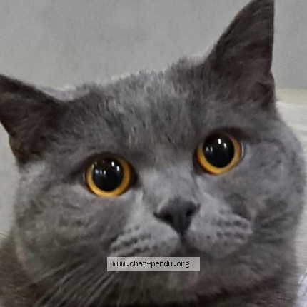 Foto de un gato reunido en Bruxelles