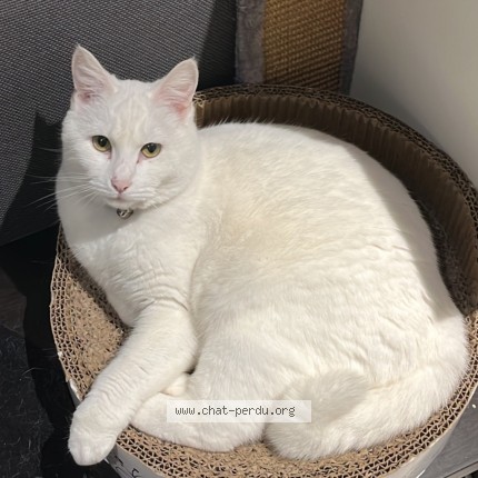 Foto de un gato reunido en Decines Charpieu