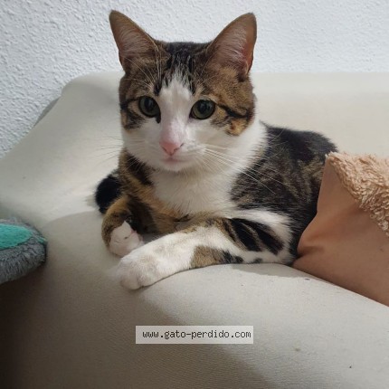 Foto 1/1 wanda Gato perdido en Madrid