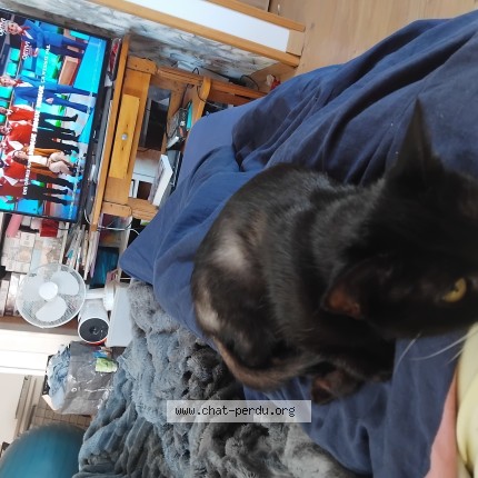 Foto de un gato reunido en Mouthe