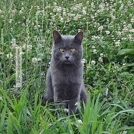 Foto de un gato reunido en Grand Bigard