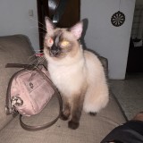 simon