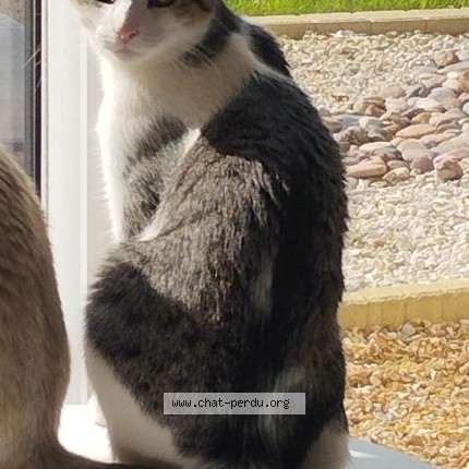 Foto de un gato reunido en Audrieu