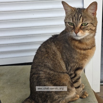 Foto de un gato reunido en Allonnes